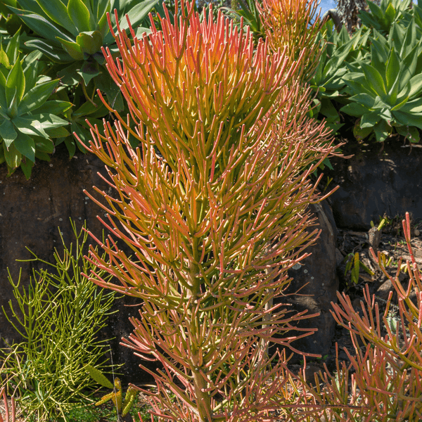 stick succulent plant Firesticks Pencil Cactus Whitney Terracotta 6"
