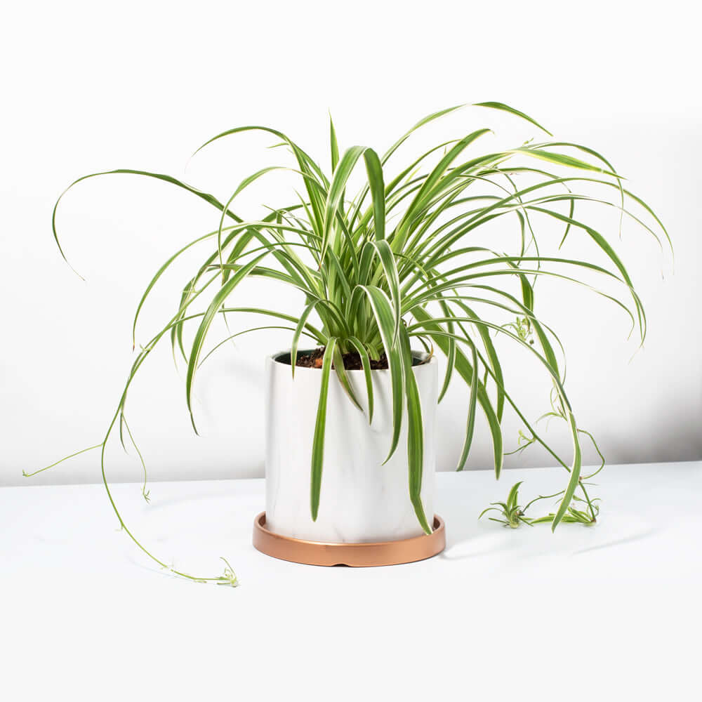 Spider Hardy Plant Chlorophytum Comosum Variegated Houseplant Verdant Lyfe