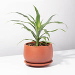 Valentina Terracotta Minimalist Planter - Empty Verdant Lyfe