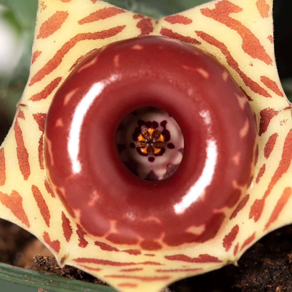 Lifesaver Plant Starfish Cactus Huernia Zebrina Succulent Verdant Lyfe