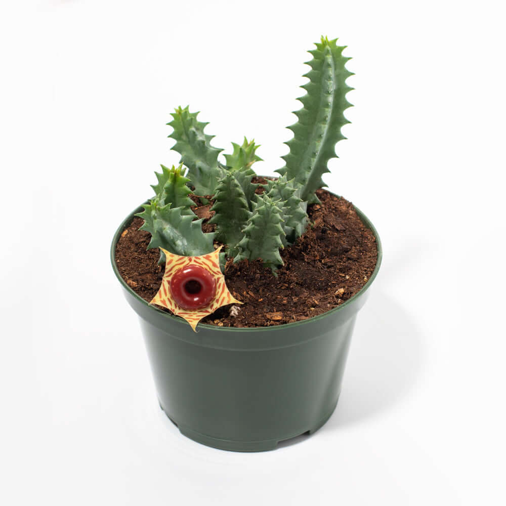 Lifesaver Plant Starfish Cactus Huernia Zebrina Succulent Verdant Lyfe