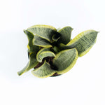 Variegated Yellow Edged Snake Plant Sansevieria trifasciata var. laurentii Verdant Lyfe