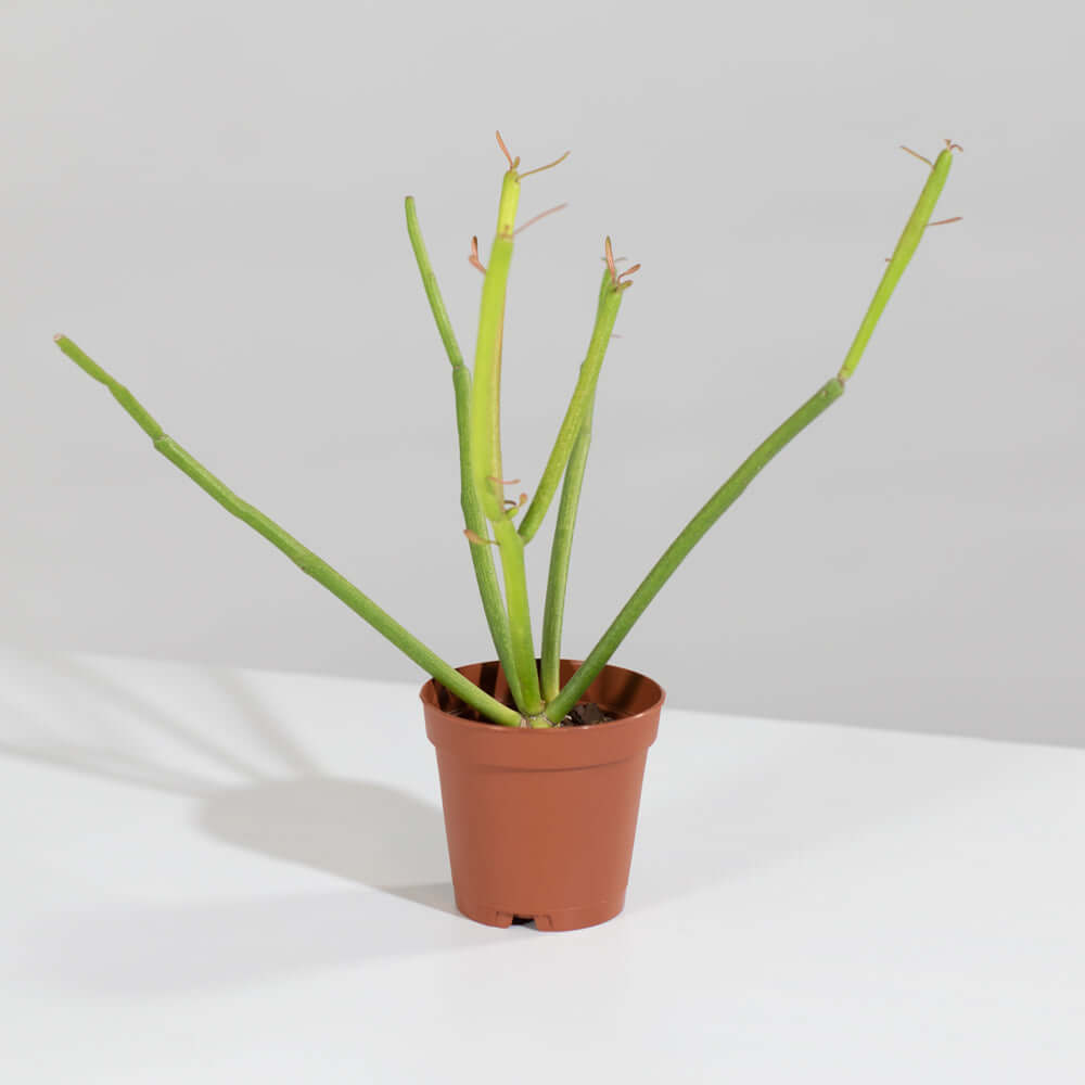 Euphorbia Tirucalli Firesticks Pencil Cactus Succulent Plant Verdant Lyfe