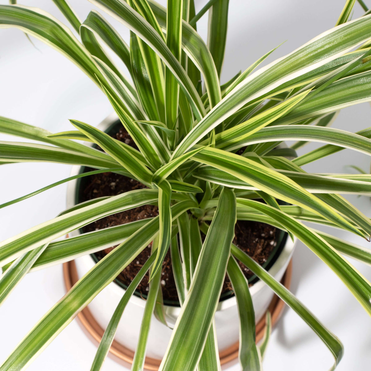 Spider Hardy Plant Chlorophytum Comosum Variegated Houseplant Verdant Lyfe