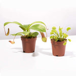Carnivorous Plant Bundle - Venus Fly Trap and Pitcher Plant Verdant Lyfe