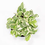 Pearls and Jade Pothos Trailing Air Purifying Plant Verdant Lyfe