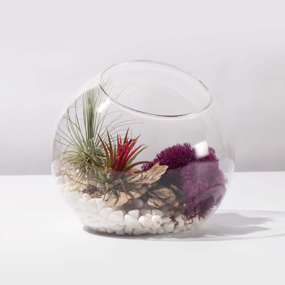 Large Bubble Terrarium with Airplant Kit Tillandsia Grower's Choice Verdant Lyfe
