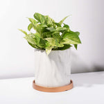 Marble Queen Pothos Trailing Air Purifying Plant Verdant Lyfe