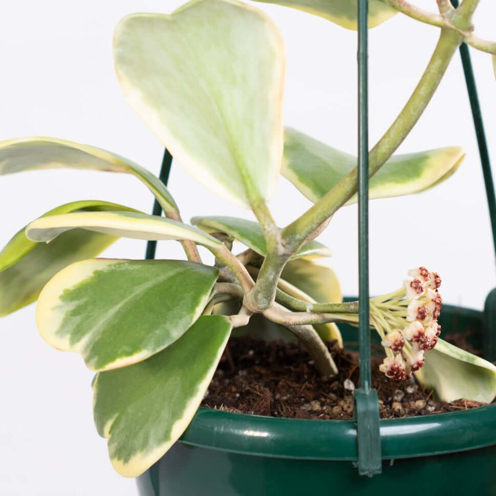 Hoya Kerrii 'Hearts' Variegated Sweetheart Valentine Plant Verdant Lyfe