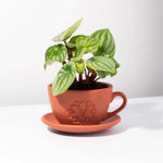 Lyfe Teacup Terracotta Signature Planter - Empty Verdant Lyfe
