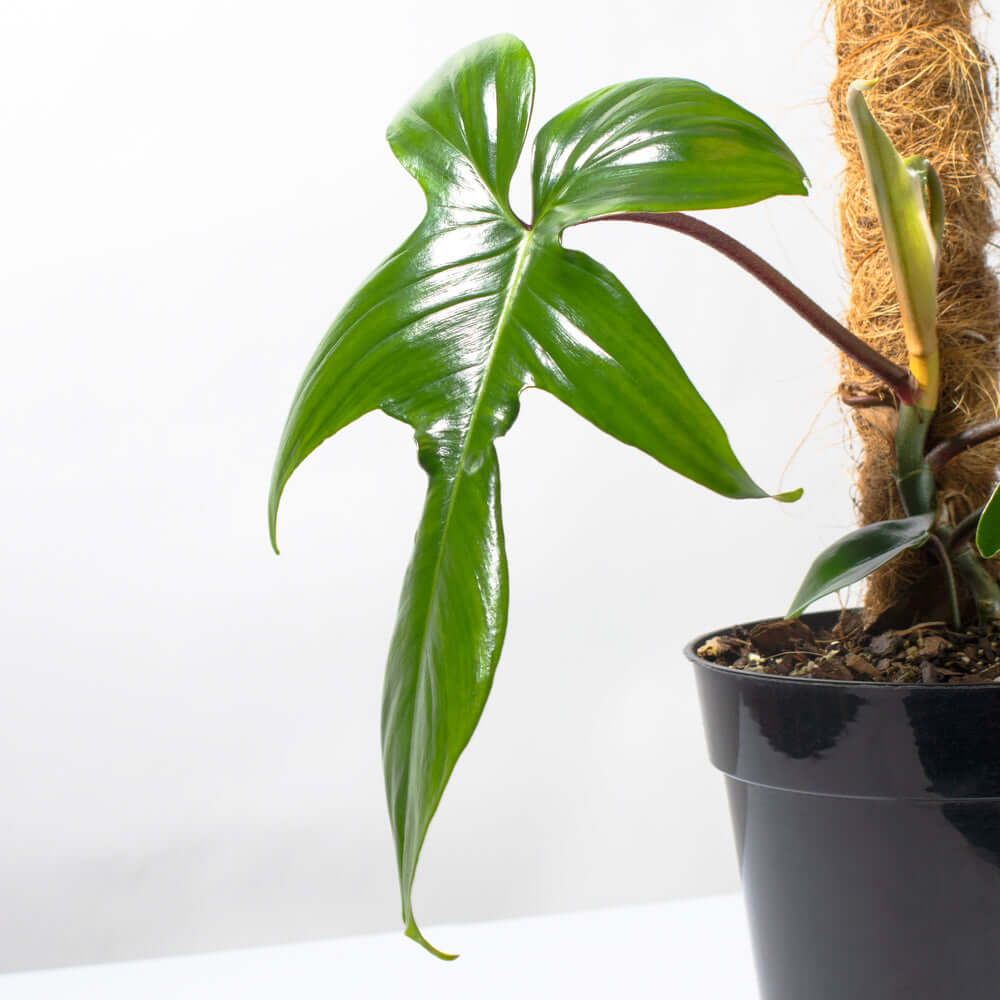 'Florida' Philodendron Houseplant Hybrid P. Squamiferum and P. Pedatum Verdant Lyfe a side photo with moss pole