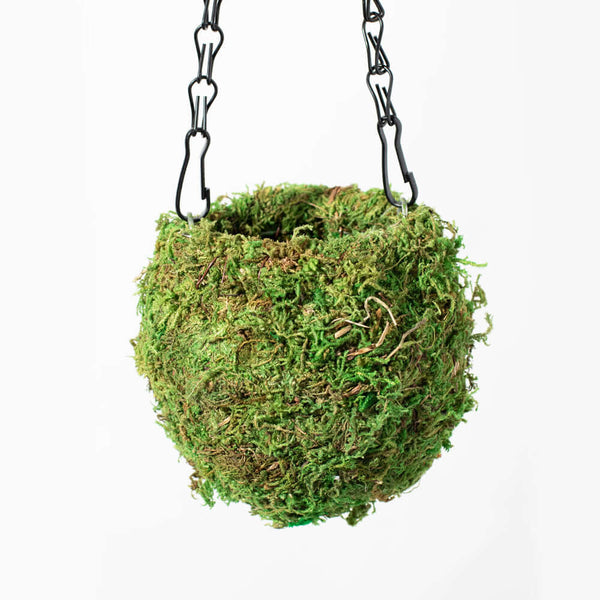 Fresh Green Kokedama Moss Hanging Planter Ball 6