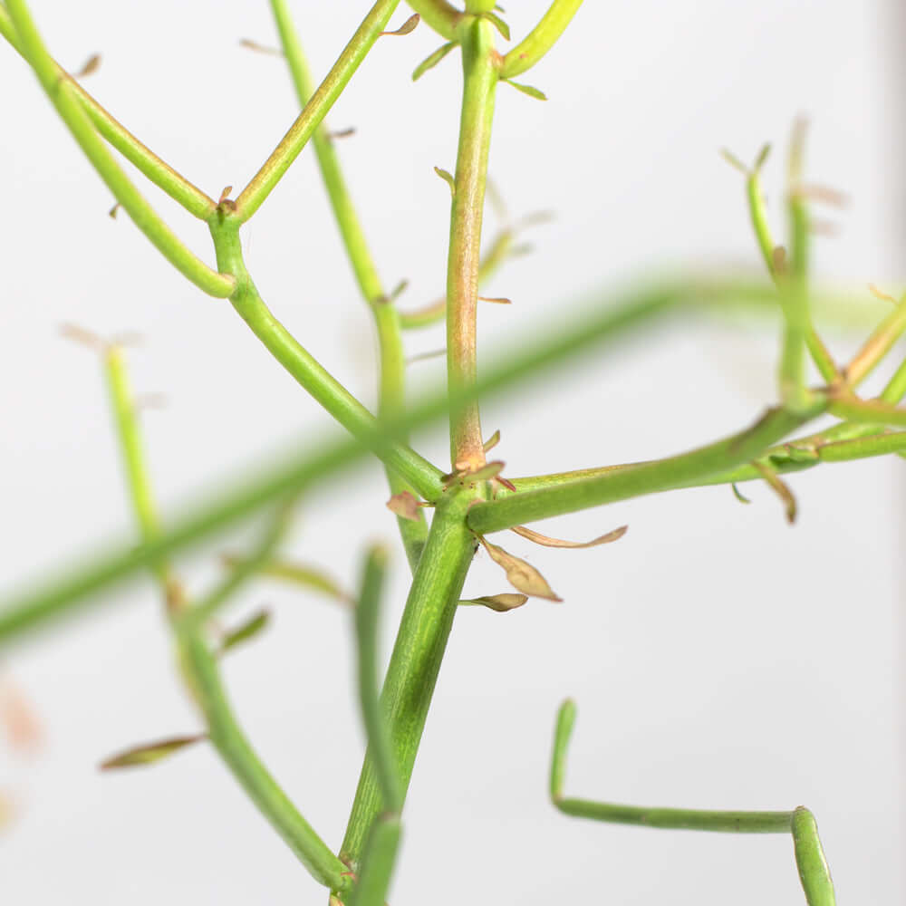 Euphorbia Tirucalli Firesticks Pencil Cactus Succulent Plant Verdant Lyfe