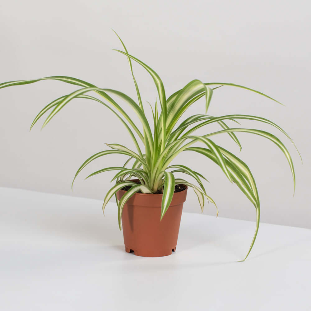 Spider Hardy Plant Chlorophytum Comosum Variegated Houseplant Verdant Lyfe