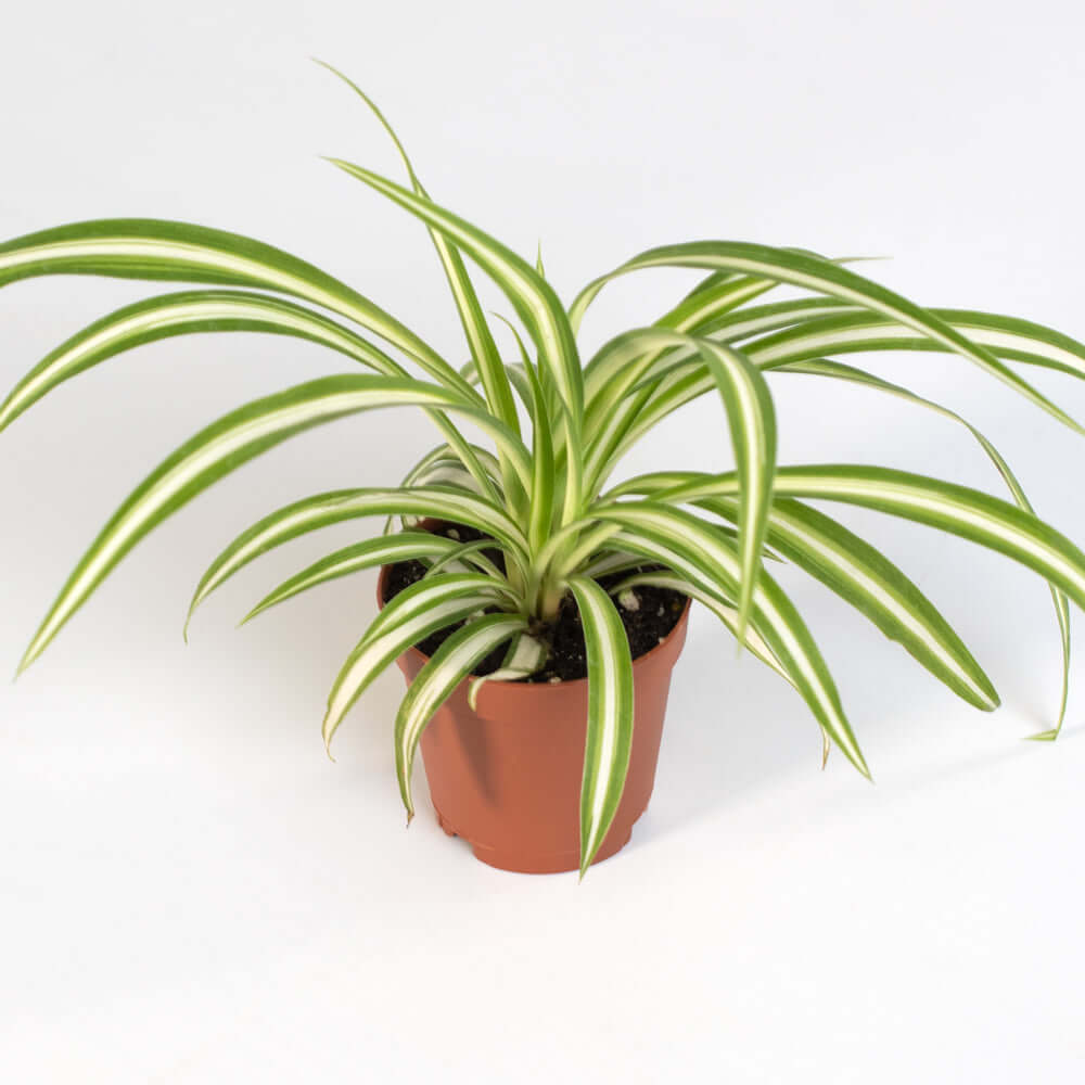 Spider Hardy Plant Chlorophytum Comosum Variegated Houseplant Verdant Lyfe
