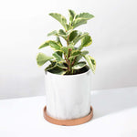 Peperomia Obtusifolia Variegated Marble Baby Rubber Plant Verdant Lyfe