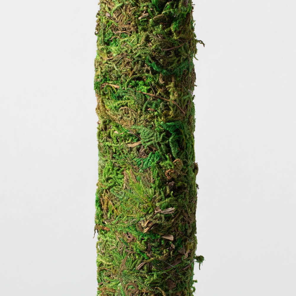 Green Moss Pole Climbing Plant Stake Verdant Lyfe