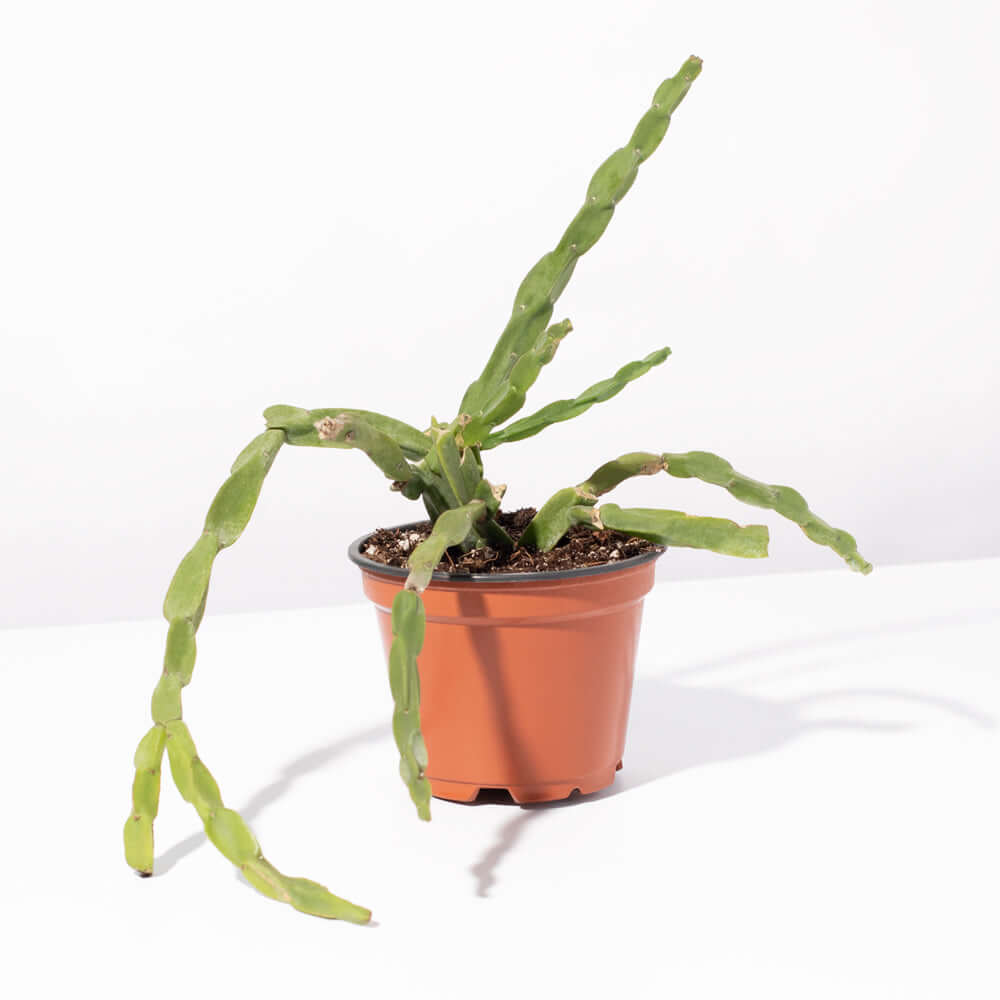 Rhipsalis Paradoxa Chain Succulent Mistletoe Cactus Verdant Lyfe