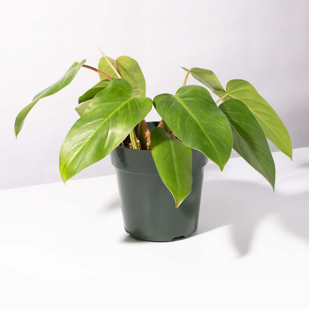 Philodendron Painted Lady Hybrid Climbing Plant Verdant Lyfe