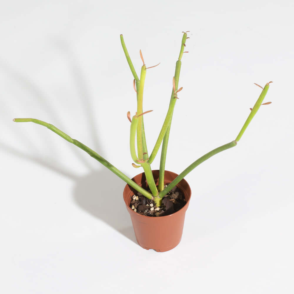 Euphorbia Tirucalli Firesticks Pencil Cactus Succulent Plant Verdant Lyfe