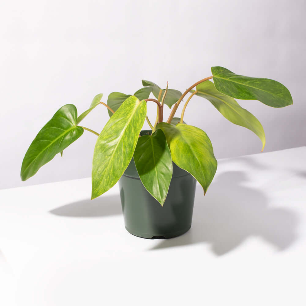 Philodendron Painted Lady Hybrid Climbing Plant Verdant Lyfe