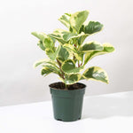 Peperomia Obtusifolia Variegated Marble Baby Rubber Plant Verdant Lyfe