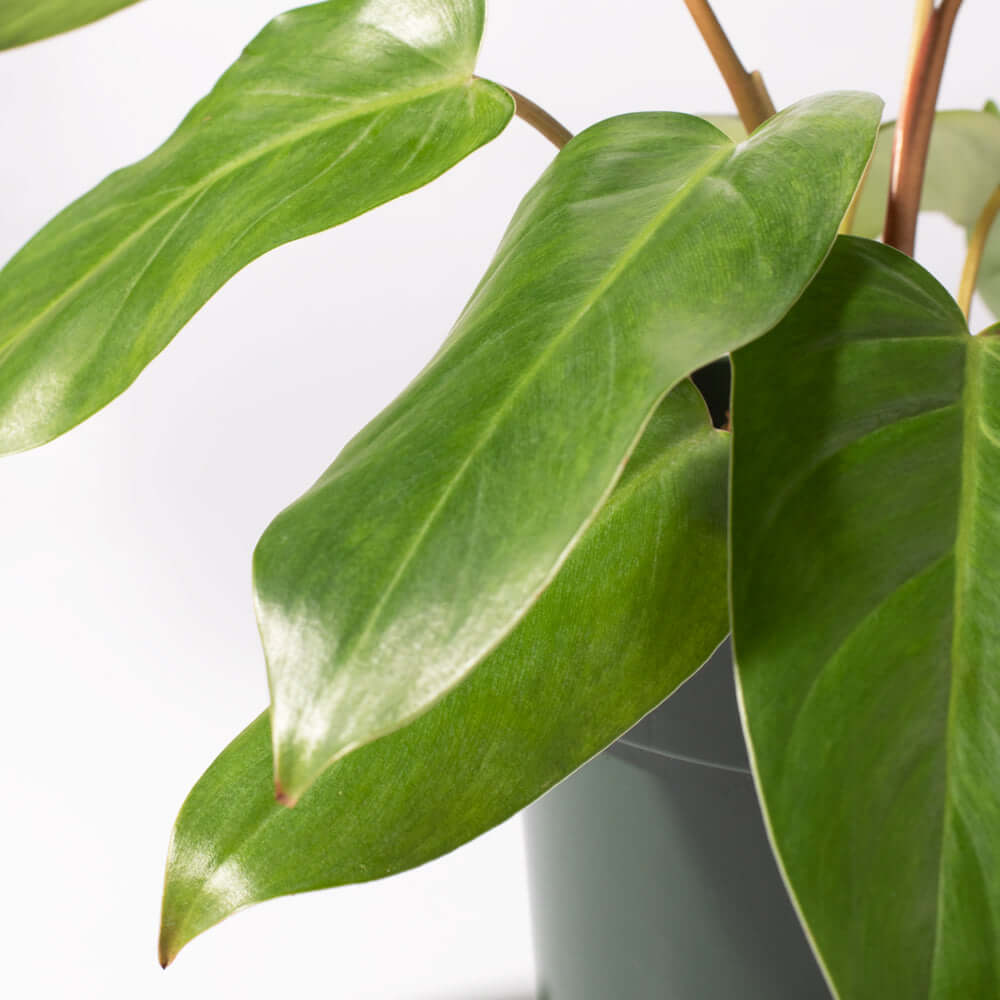 Philodendron Painted Lady Hybrid Climbing Plant Verdant Lyfe