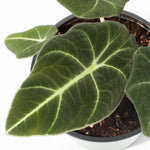 Alocasia Black Velvet Reginula Aroid Plant Verdant Lyfe leaf view