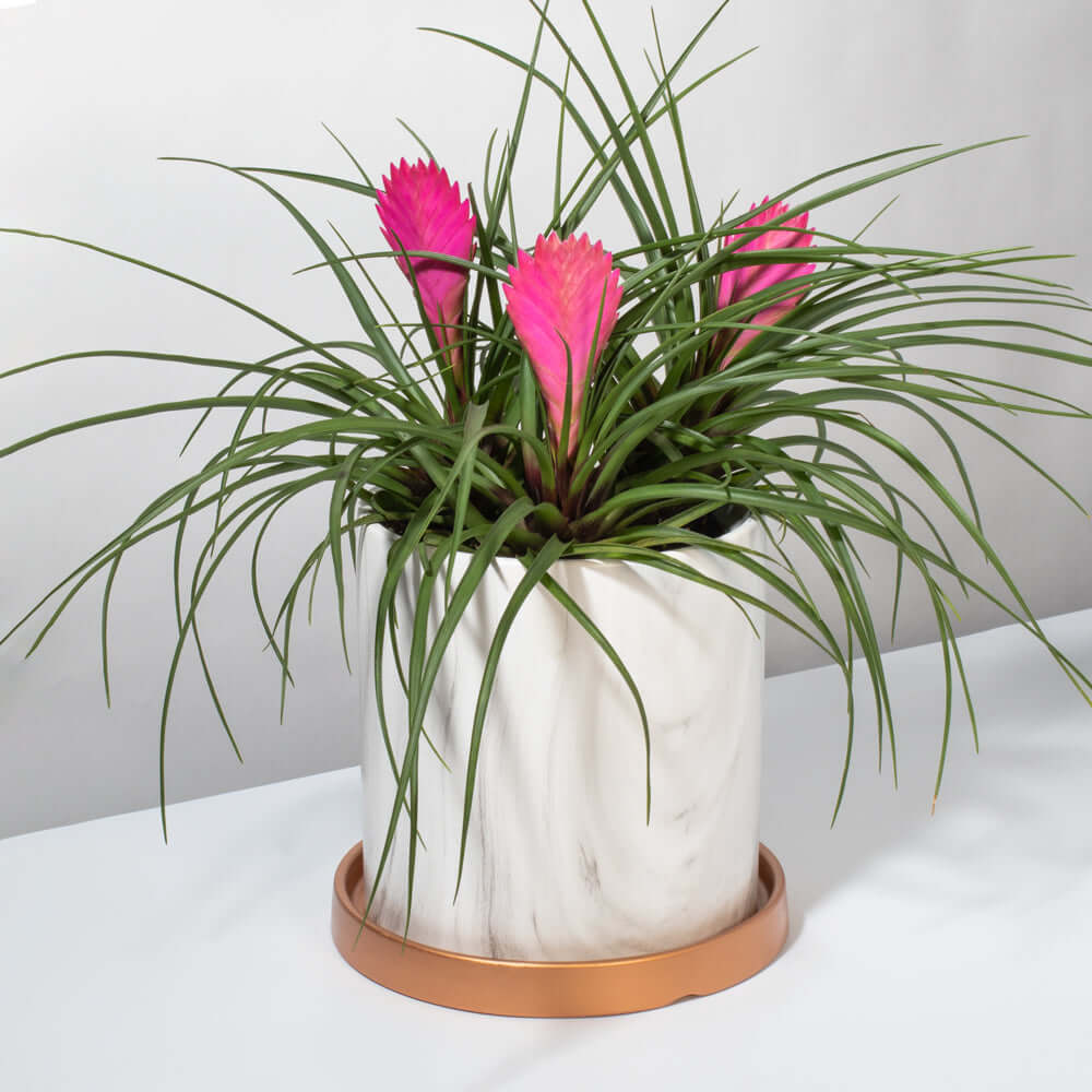 Pink Quill Airplant Tillandsia cyanea Verdant Lyfe