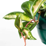 Hoya carnosa Krimson Princess Pink Plant Verdant Lyfe