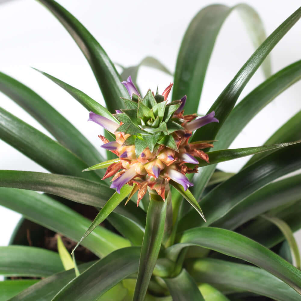 Mini Pineapple Plant 'Tiny Treasure' Ornamental Verdant Lyfe