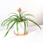 Mini Pineapple Plant 'Tiny Treasure' Ananas 'nanus' Ornamental Verdant Lyfe