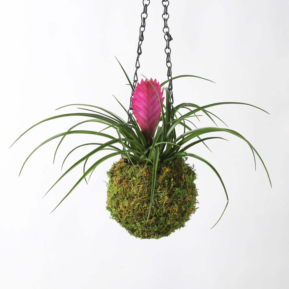 Pink Quill Airplant Tillandsia Verdant