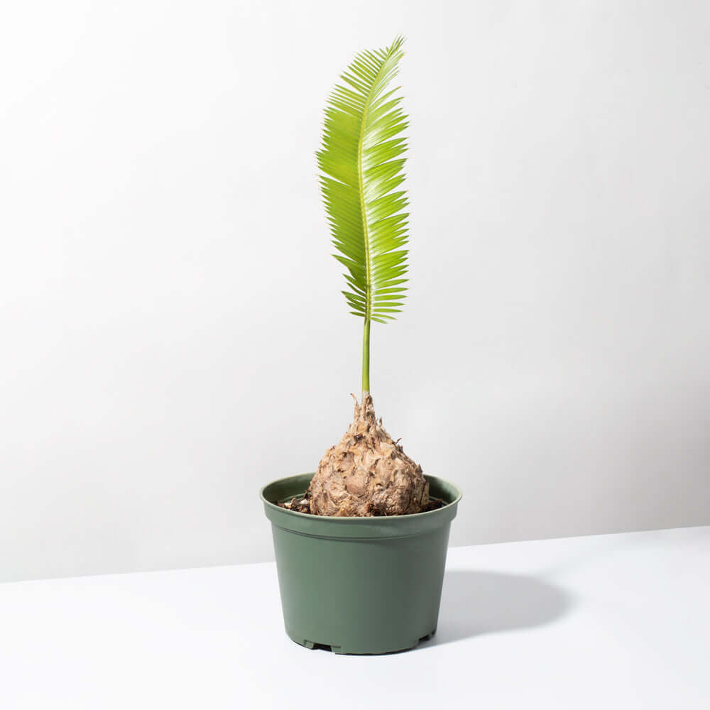 Dioon Edule Mexican Fern Palm Chestnut Cycad Verdant Lyfe