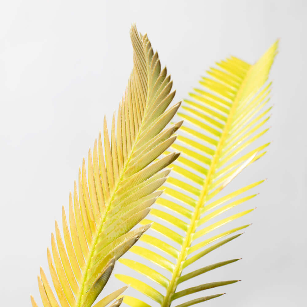 Dioon Edule Mexican Fern Palm Chestnut Cycad Verdant Lyfe