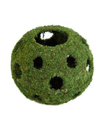 Fresh Green Moss Ball Hanging Round Basket Planter Verdant Lyfe