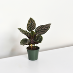 Calathea Ornata Plant in 4" Nursery Planter Pot with White background