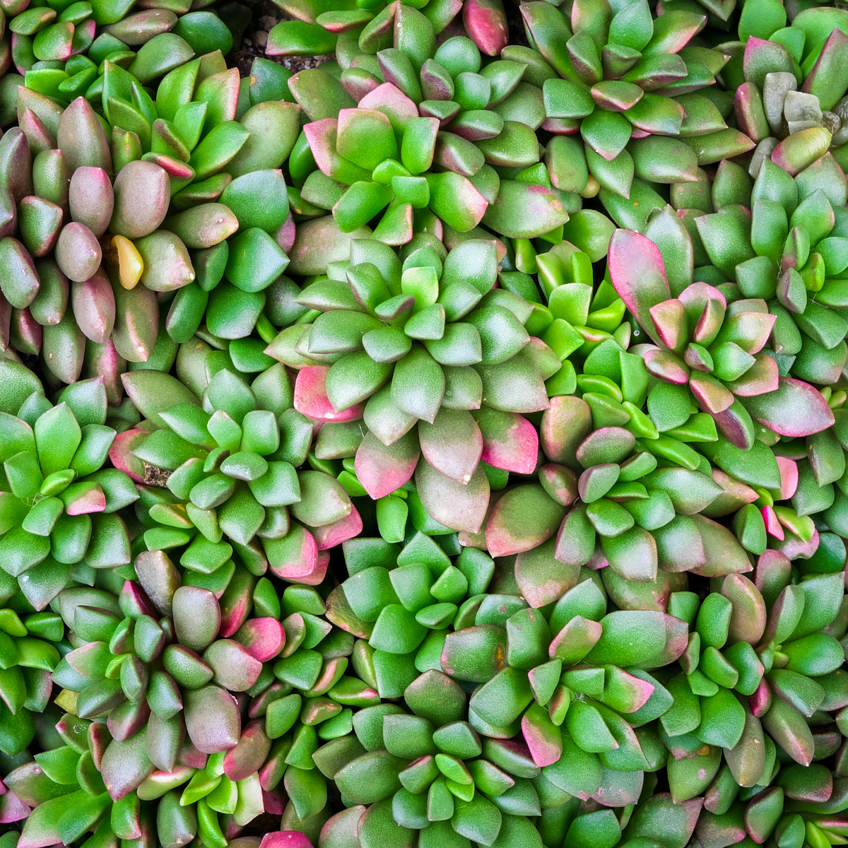 Aurora Rainbow Sand Rose Succulent