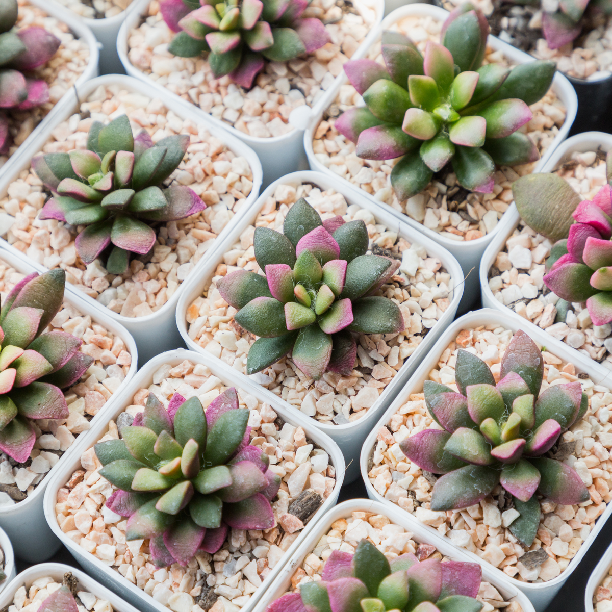 Aurora Rainbow Sand Rose Succulent