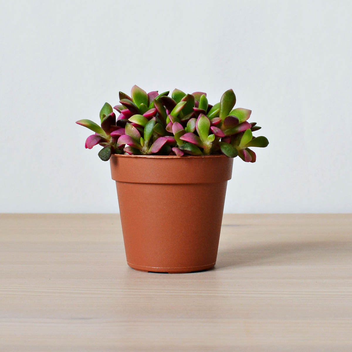 Aurora Rainbow Sand Rose Succulent