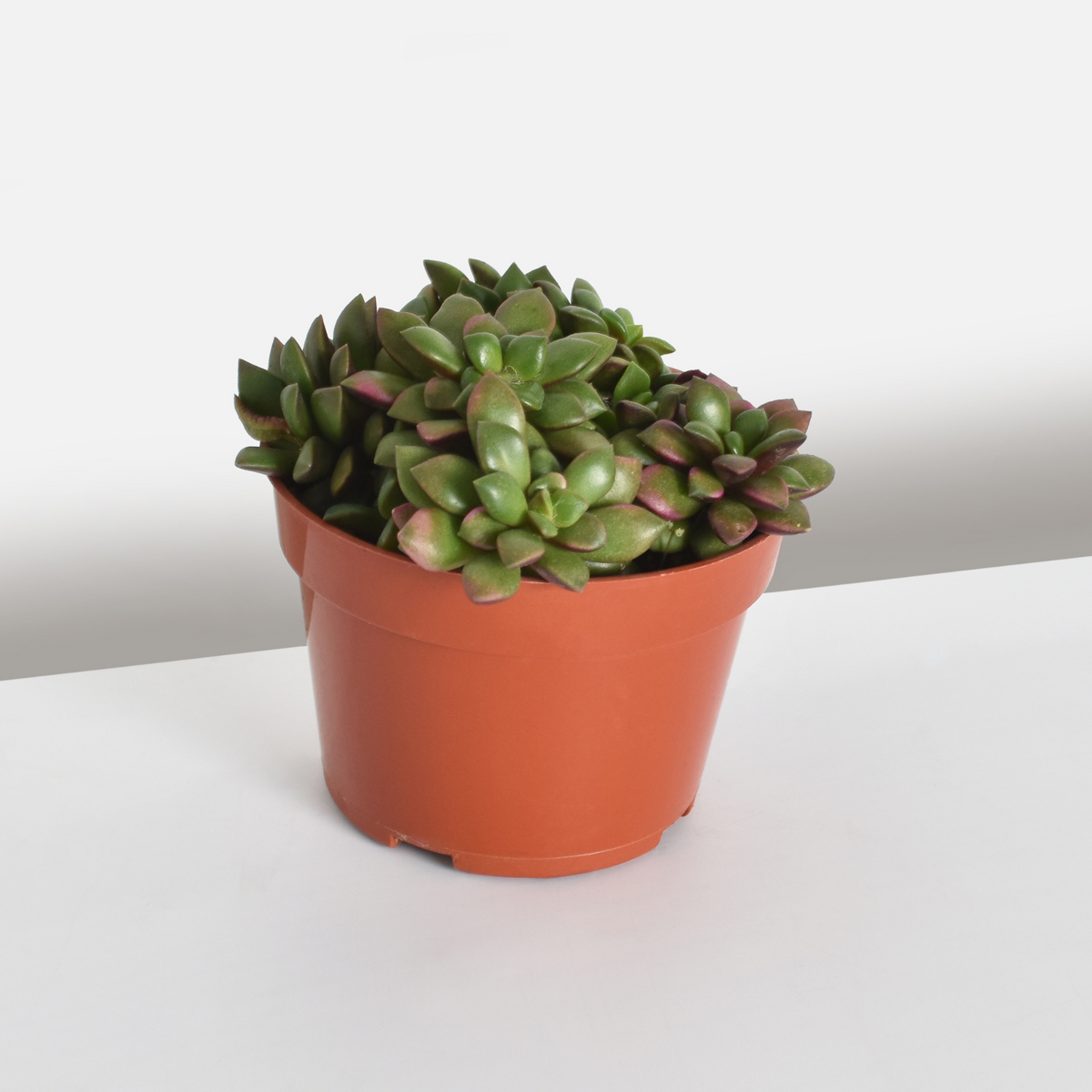 Aurora Rainbow Sand Rose Succulent