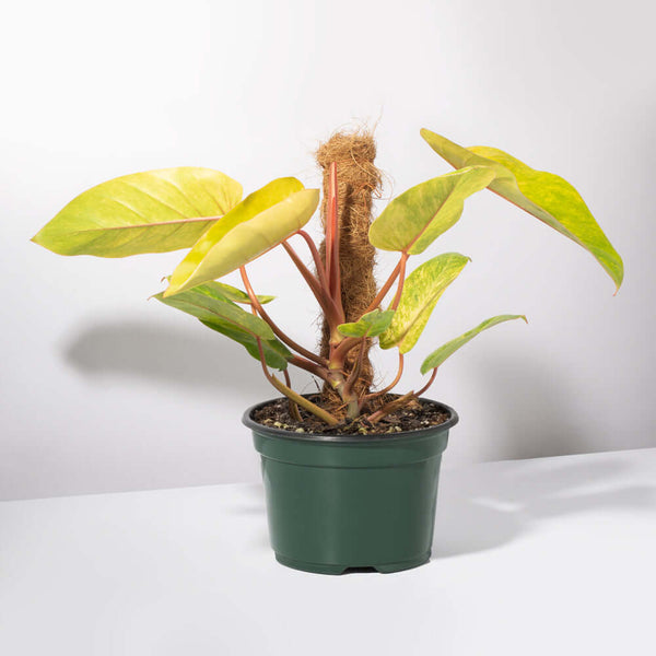 philodendron painted lady for sale Philodendron 'Painted Lady' Nursery 8" with Moss Pole