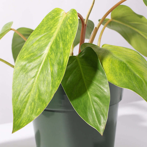 buy philodendron painted lady Painted Lady” Hybrid Climbing Plant (Philodendron)