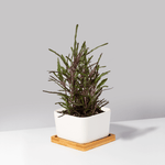 Clive Square Porcelain Planter with Bamboo Tray Verdant Lyfe