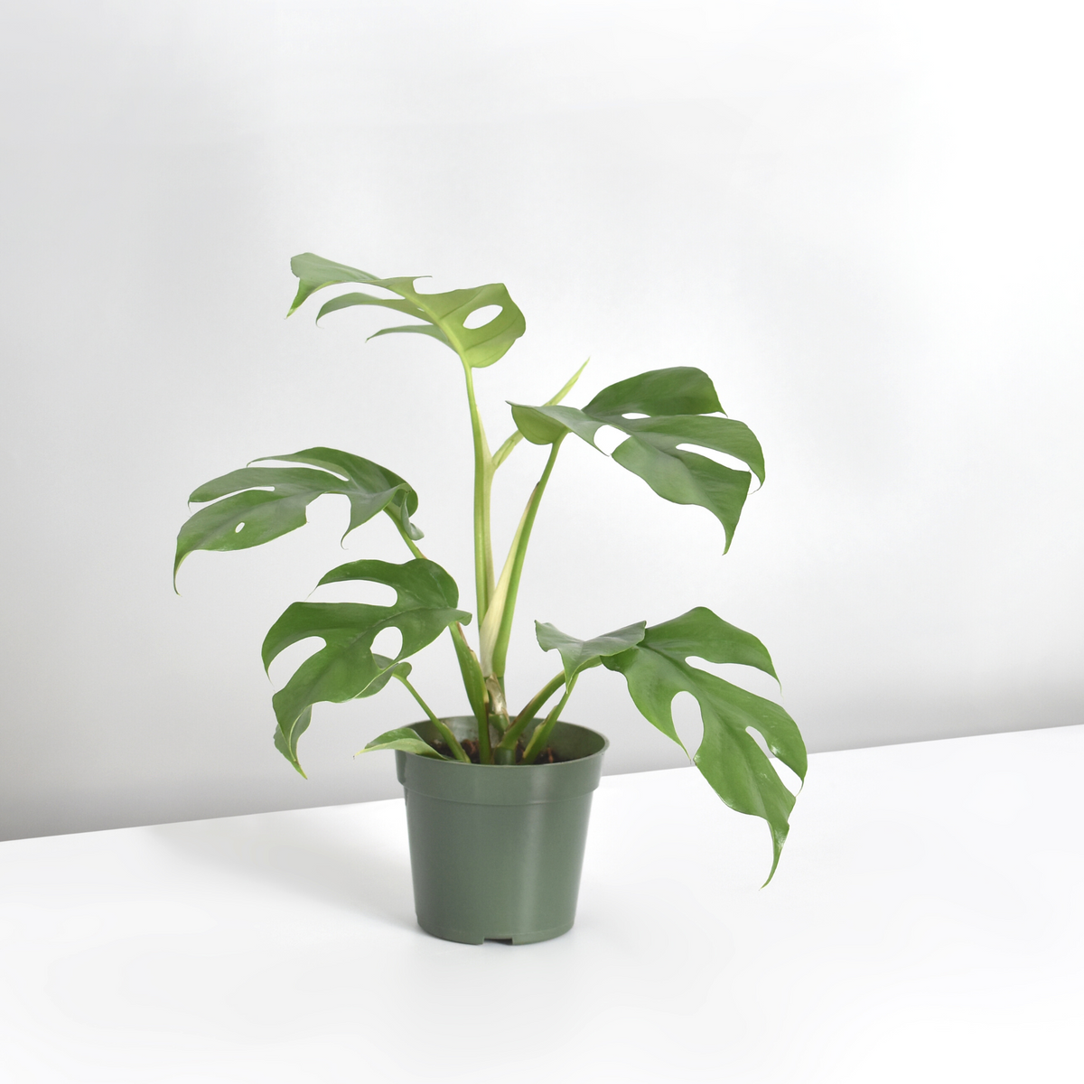 Monstera Ginny Mini Leaf Rhaphidophora tetrasperma