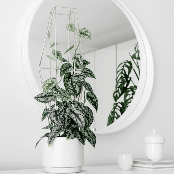 Satin Pothos Exotica, Scindapsus Pictus Exotica