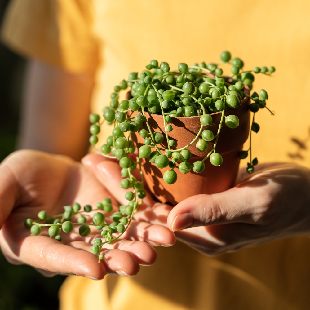String of Pearls Regular Trailing Plant