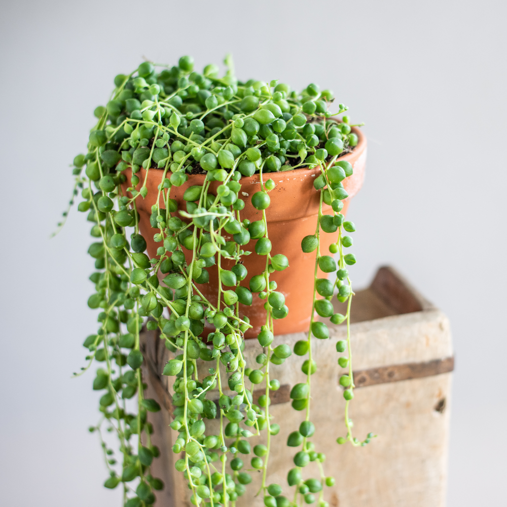 String of Pearls Regular Trailing Plant