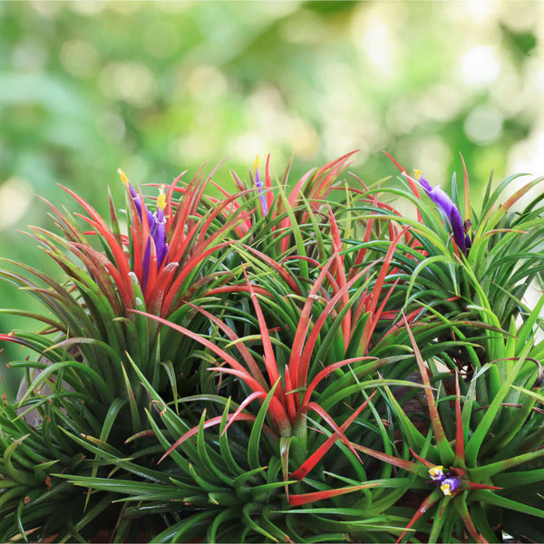 Tillandsia Fuego Ball Air Plant - Verdant Lyfe