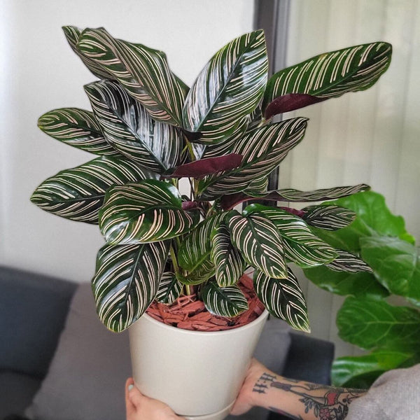 Evergreen Perennial Calathea Ornata Pink Pinstripe Plant Nursery 6